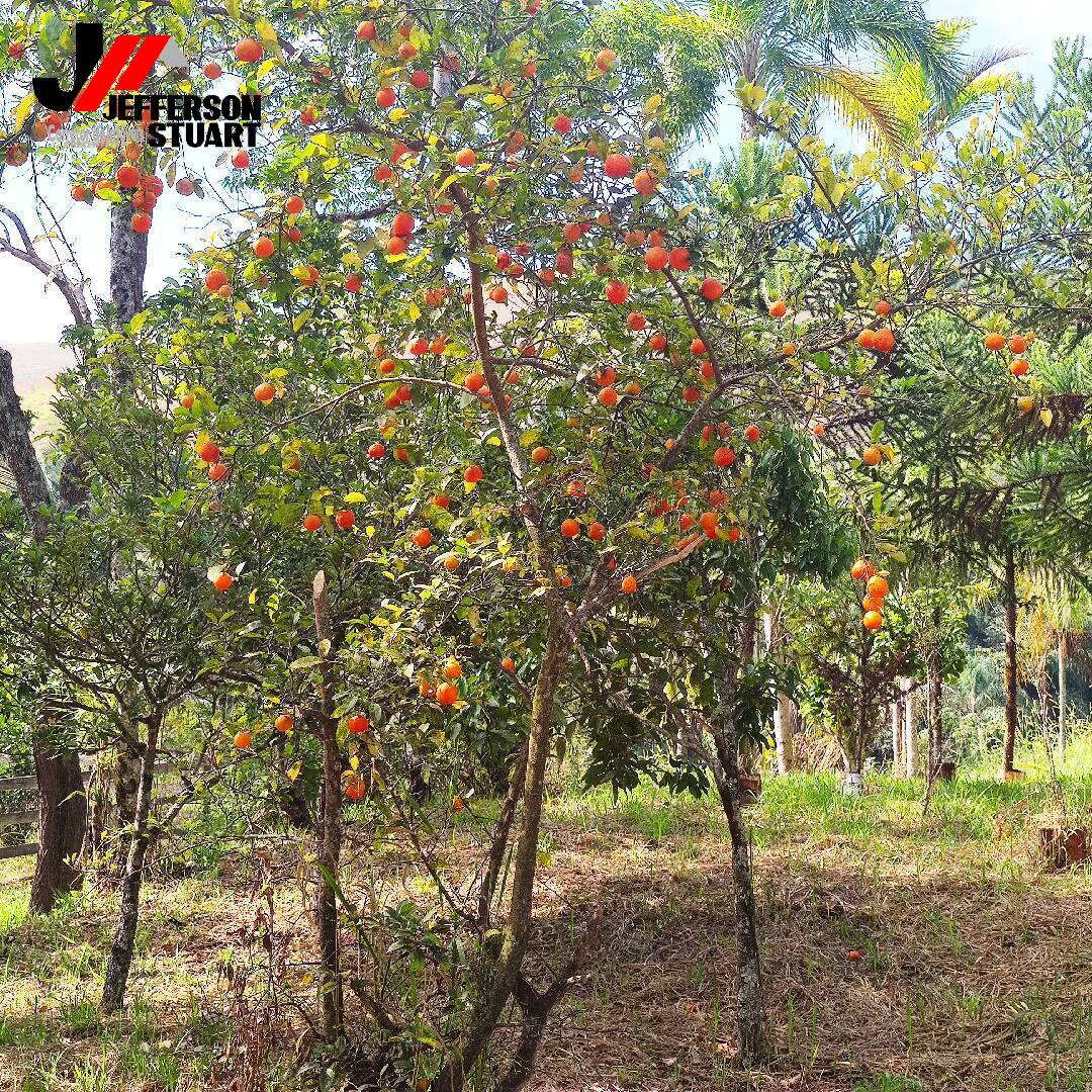 Fazenda à venda com 2 quartos, 16m² - Foto 8